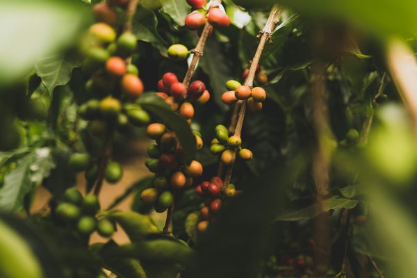 Comment organiser une visite des plantations de café en Panama?